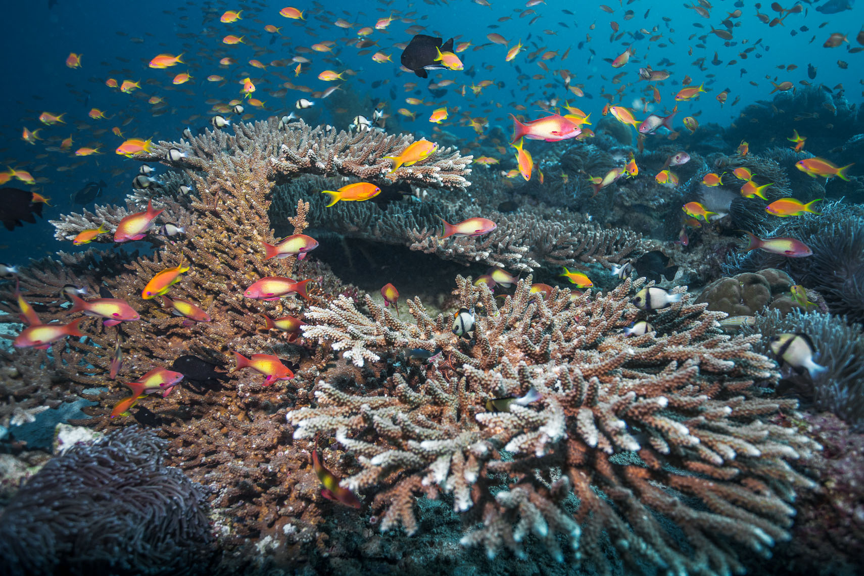 Hard coral and  anthias