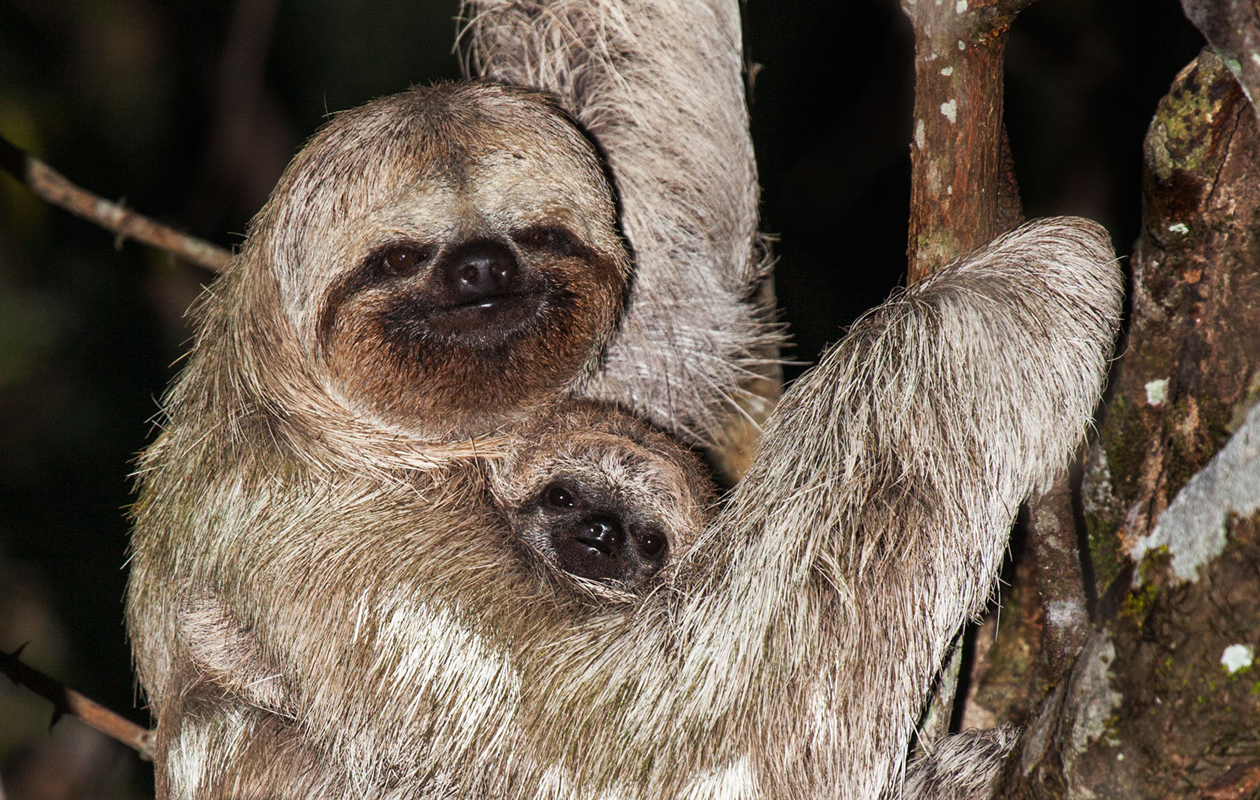 Three-toed sloth and baby