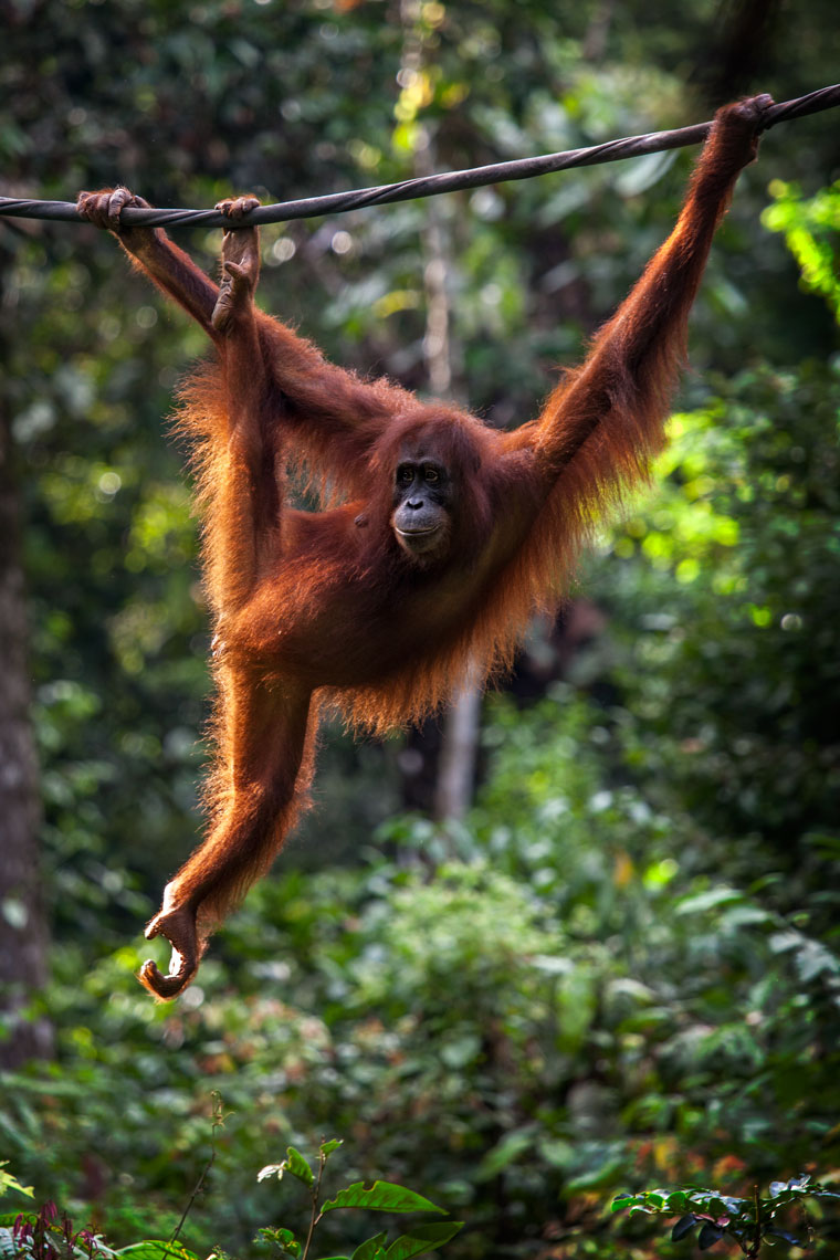 Borneo-0016-4W.jpg