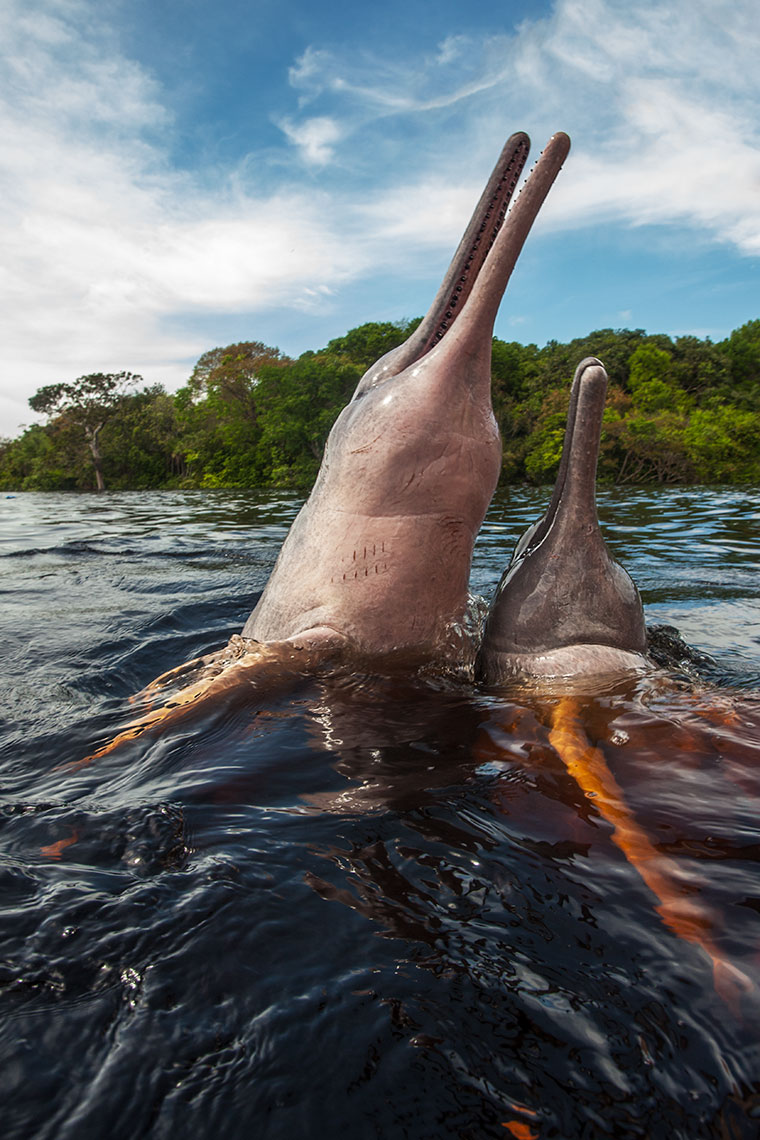 two pink river dolphins jumping 
