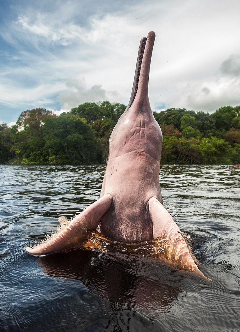 pink river dolphin jumping