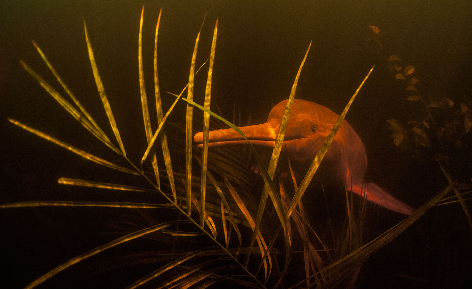 pink river dolphin in a flooded forest 