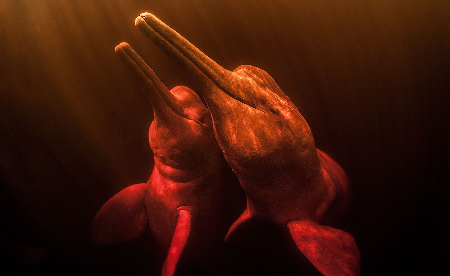 two pink river dolphins