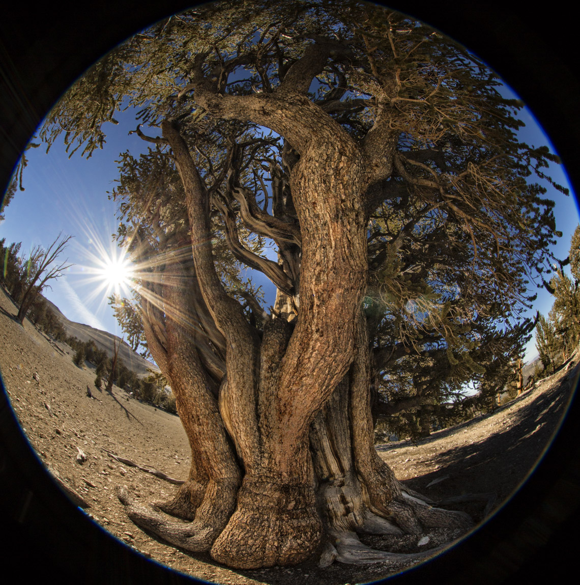 Bristlecone pine in a globe