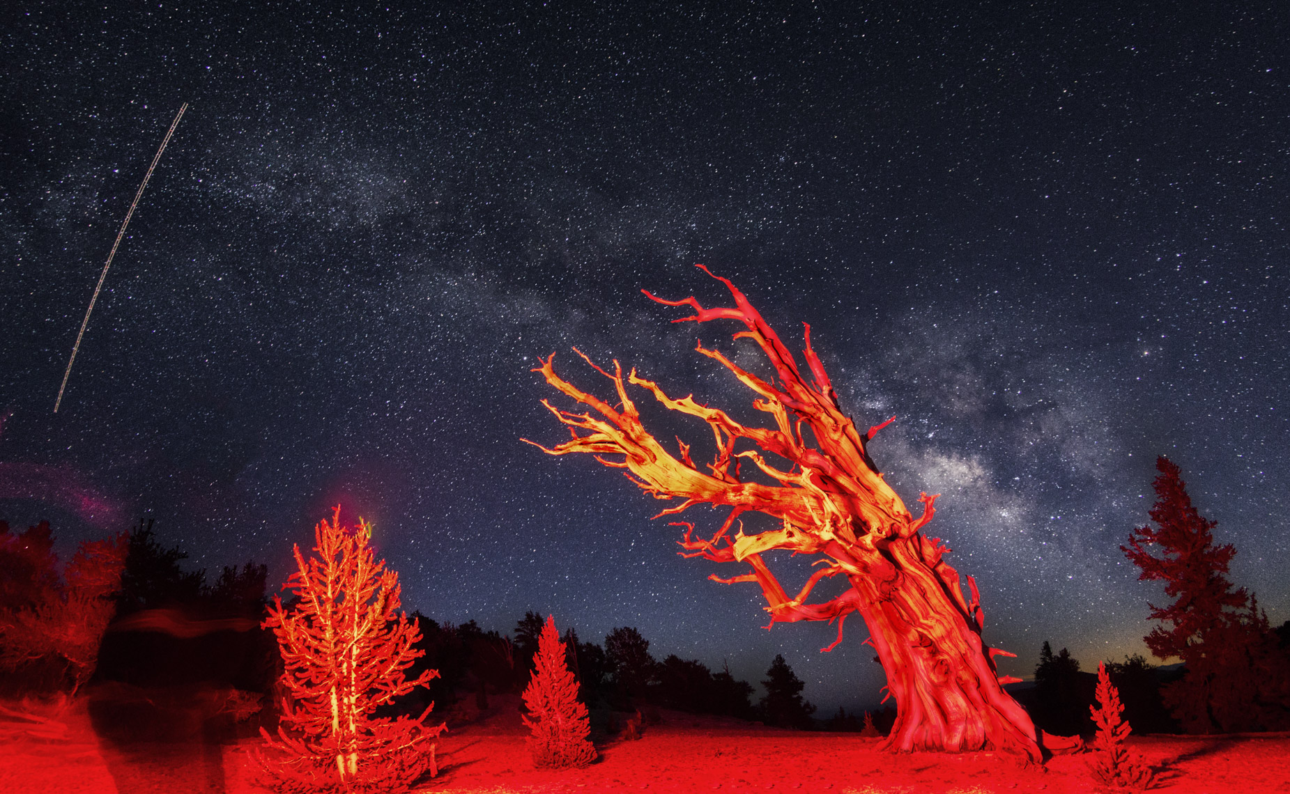 Milk way over light painted bristlecone pines 274 - 4W