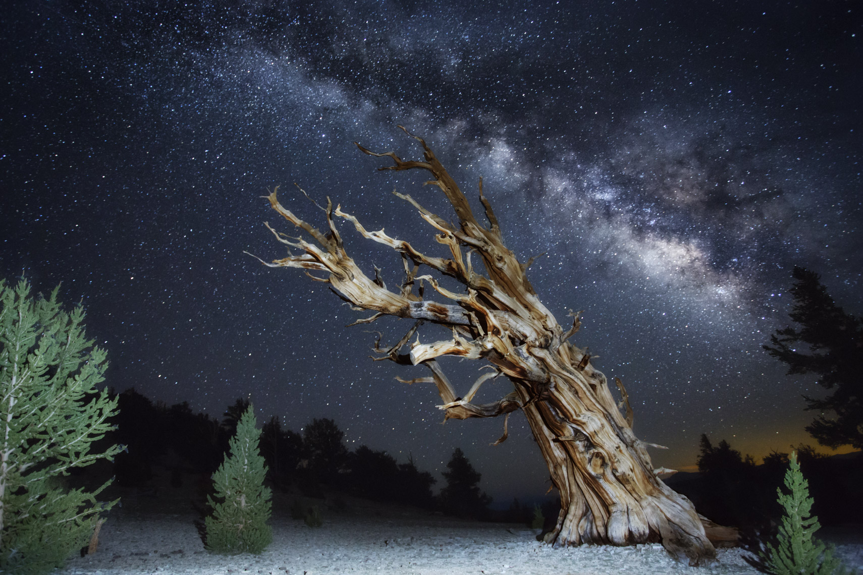 Milk way over ancient bristlecone pine