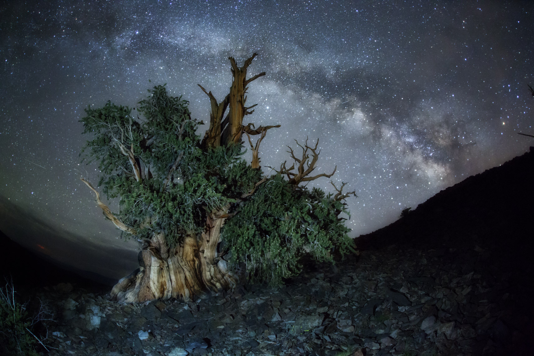 Milk way over bristlecone pines