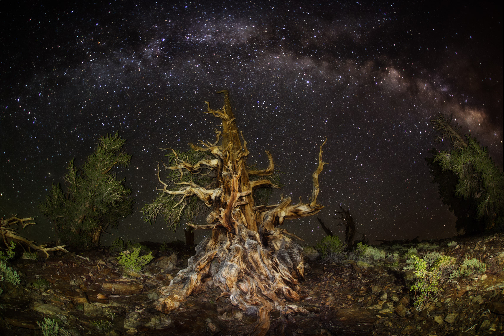 Milk way over bristlecone pine