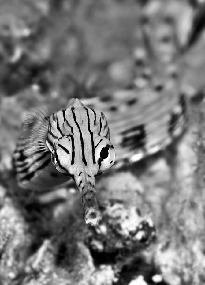 Bunaken-129-4W.jpg