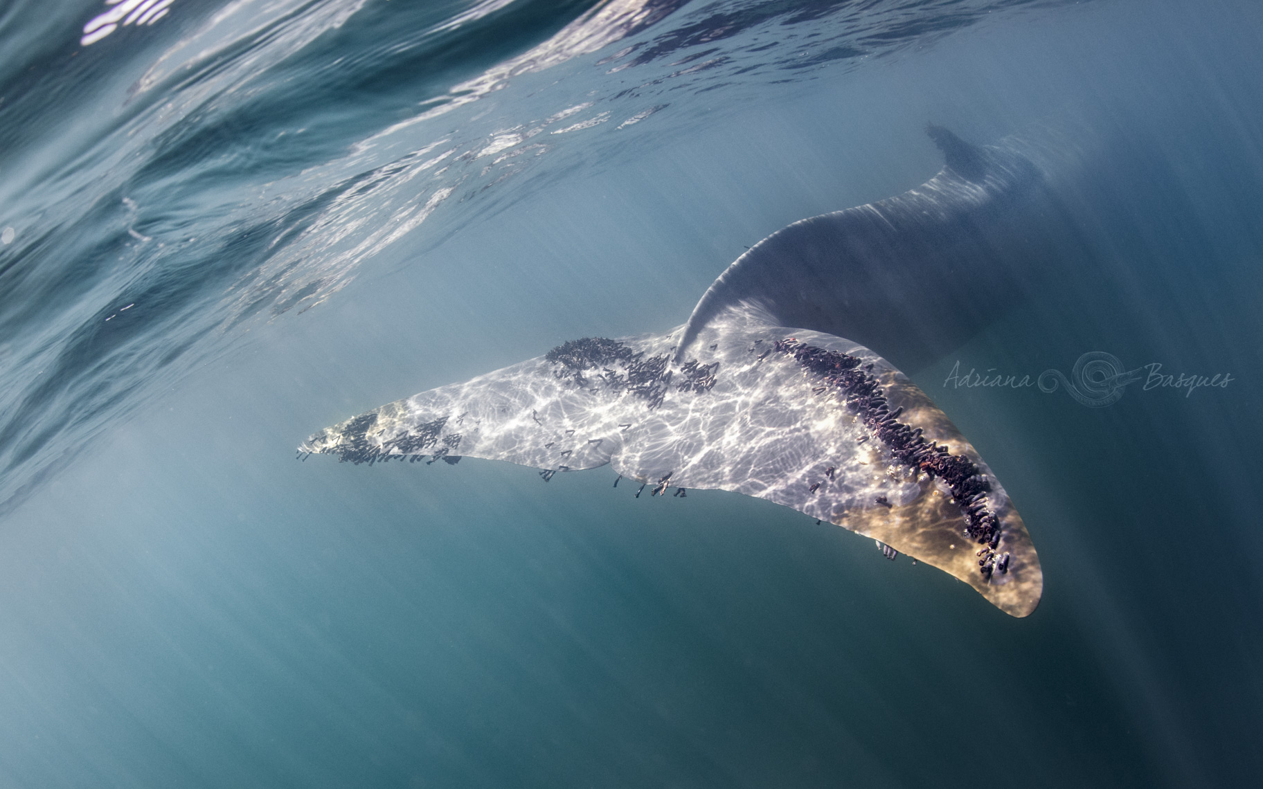 Fin whale tale