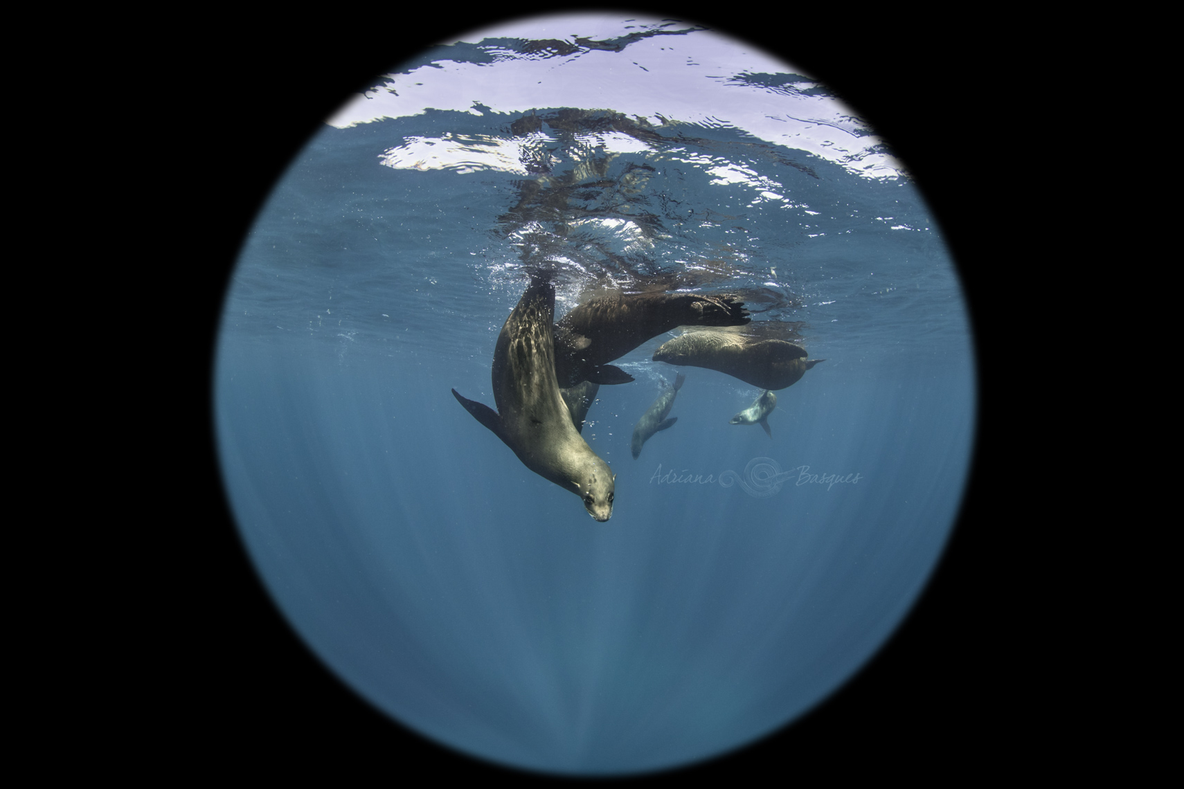 Fur Seals at play