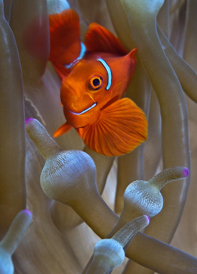 anemonefish