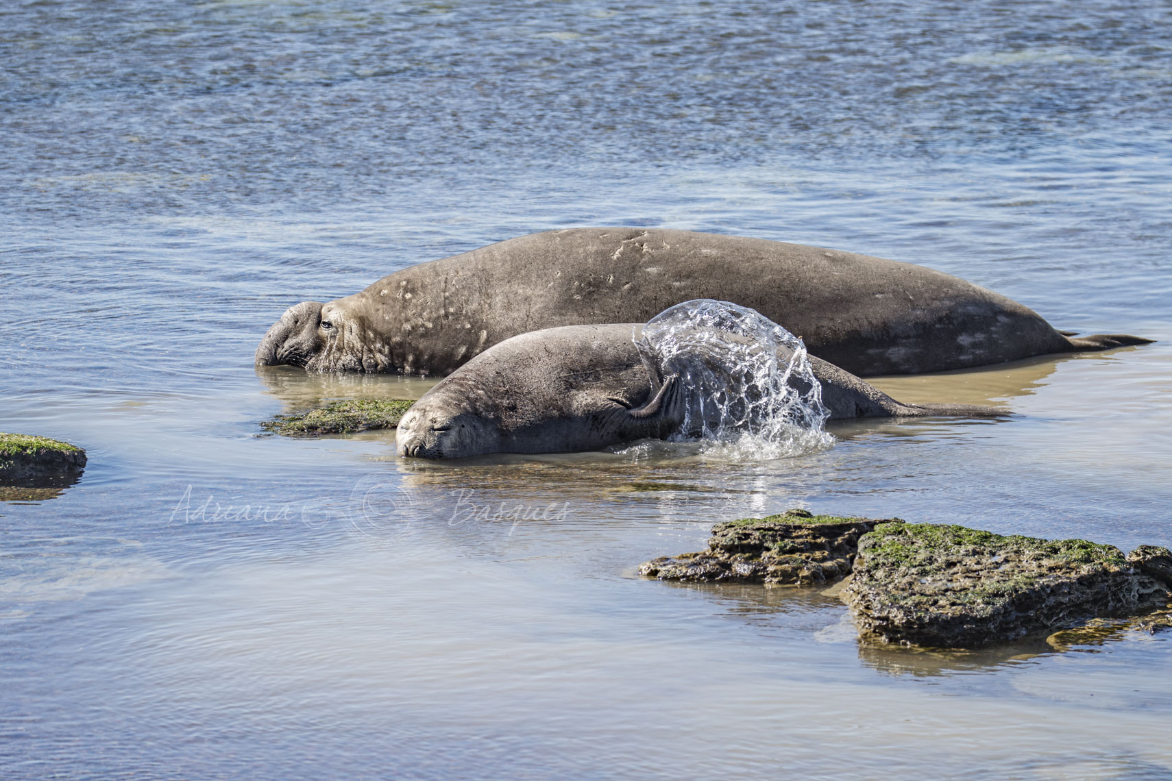 Elephant seals 0094 - 4W