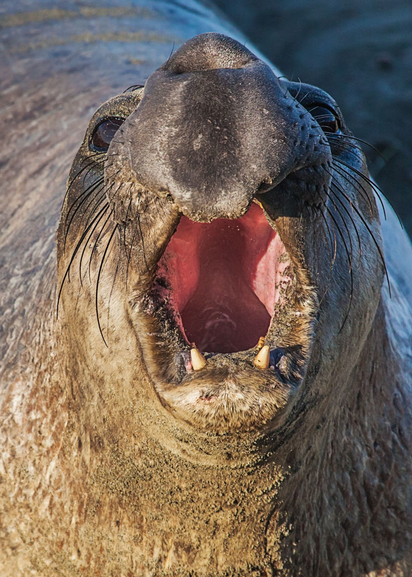Elephant-seals-dez11_0105-portrait-4W.jpg
