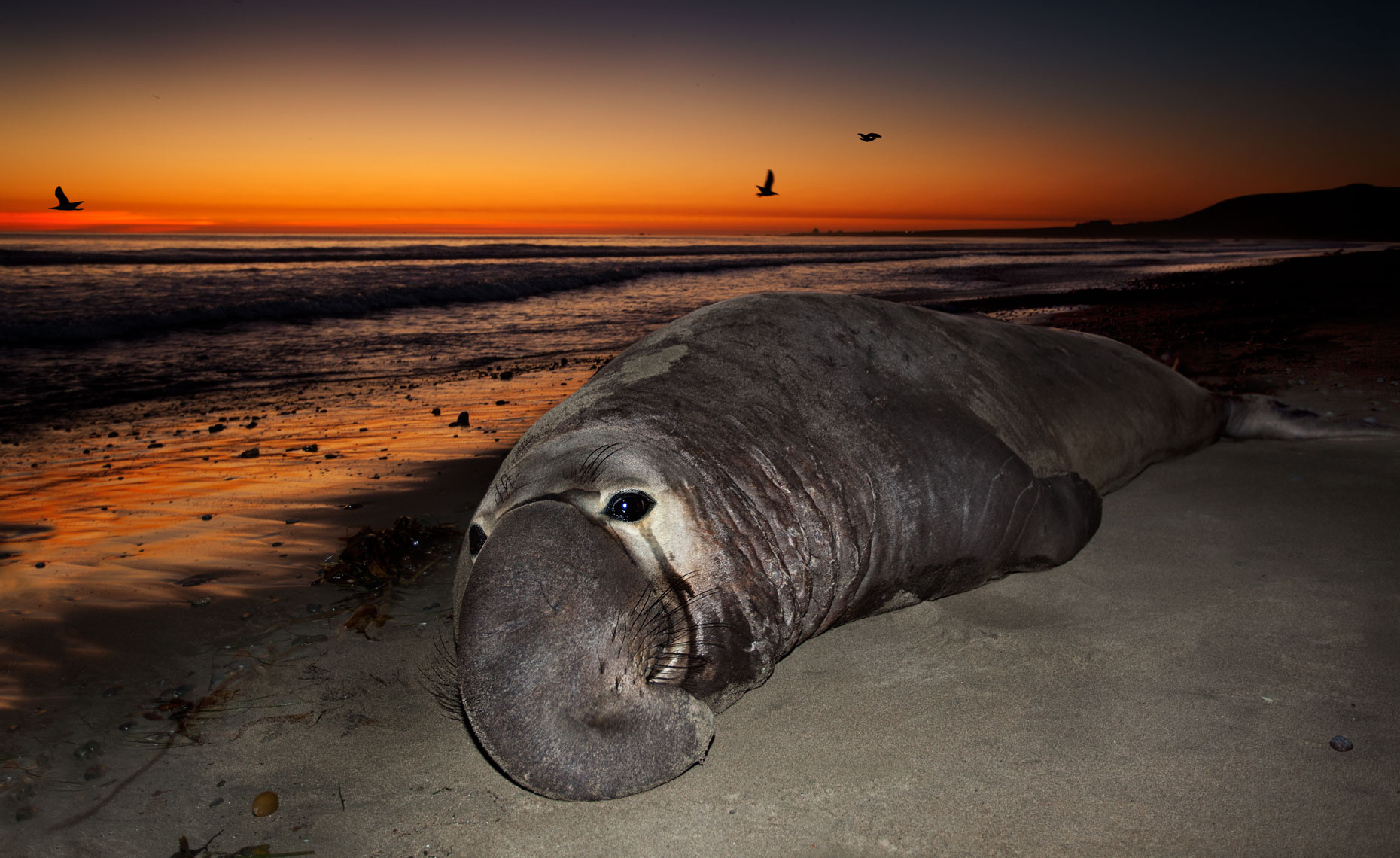 Elephant-seals-feb11_0726-4W.jpg