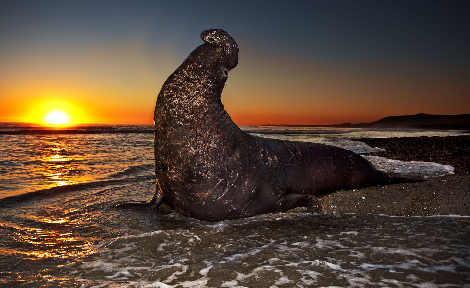 Elephant-seals-feb11_661-659-4W.jpg