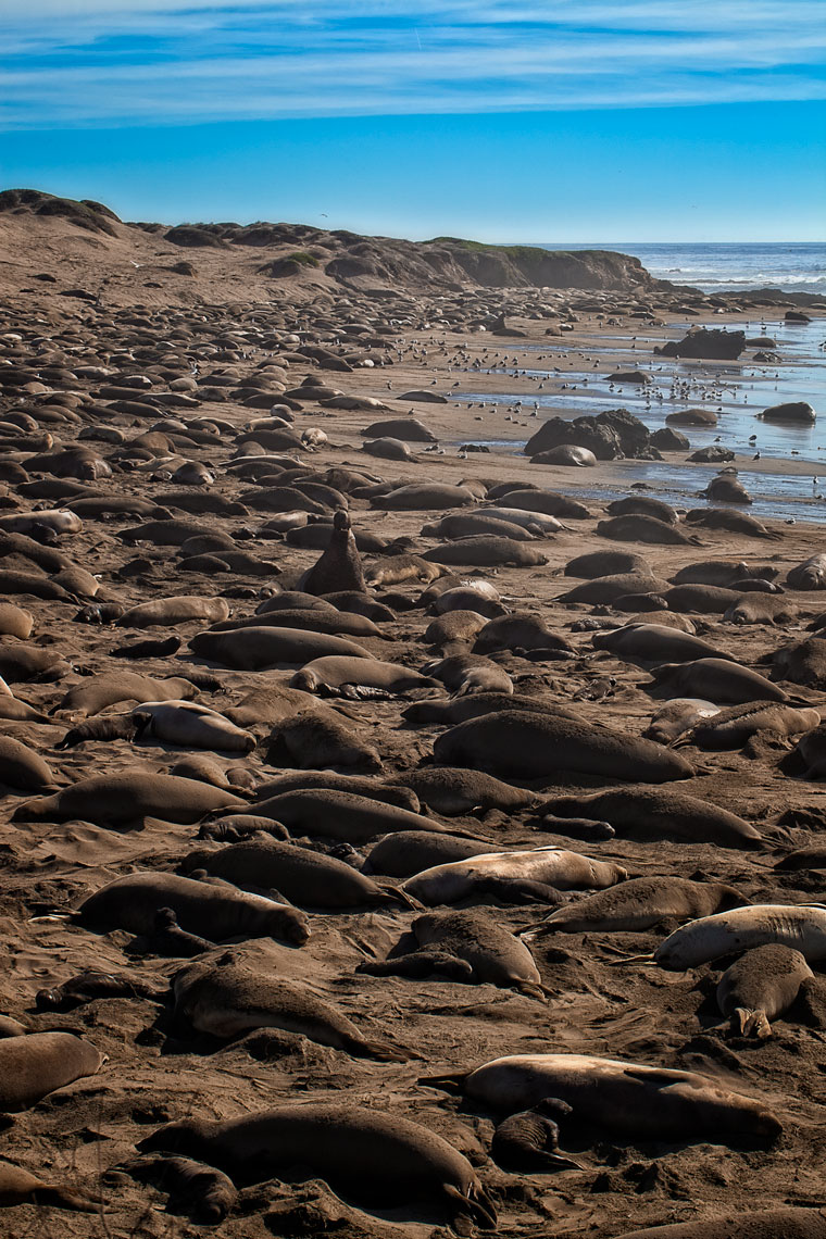 Elephant-seals-jan11_0228-4W.jpg