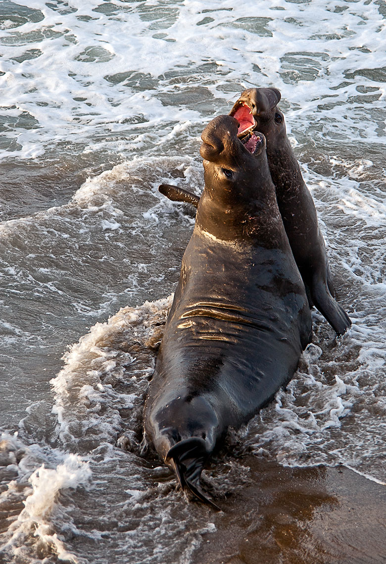 Elephant seals jan11_0110 4W.jpg