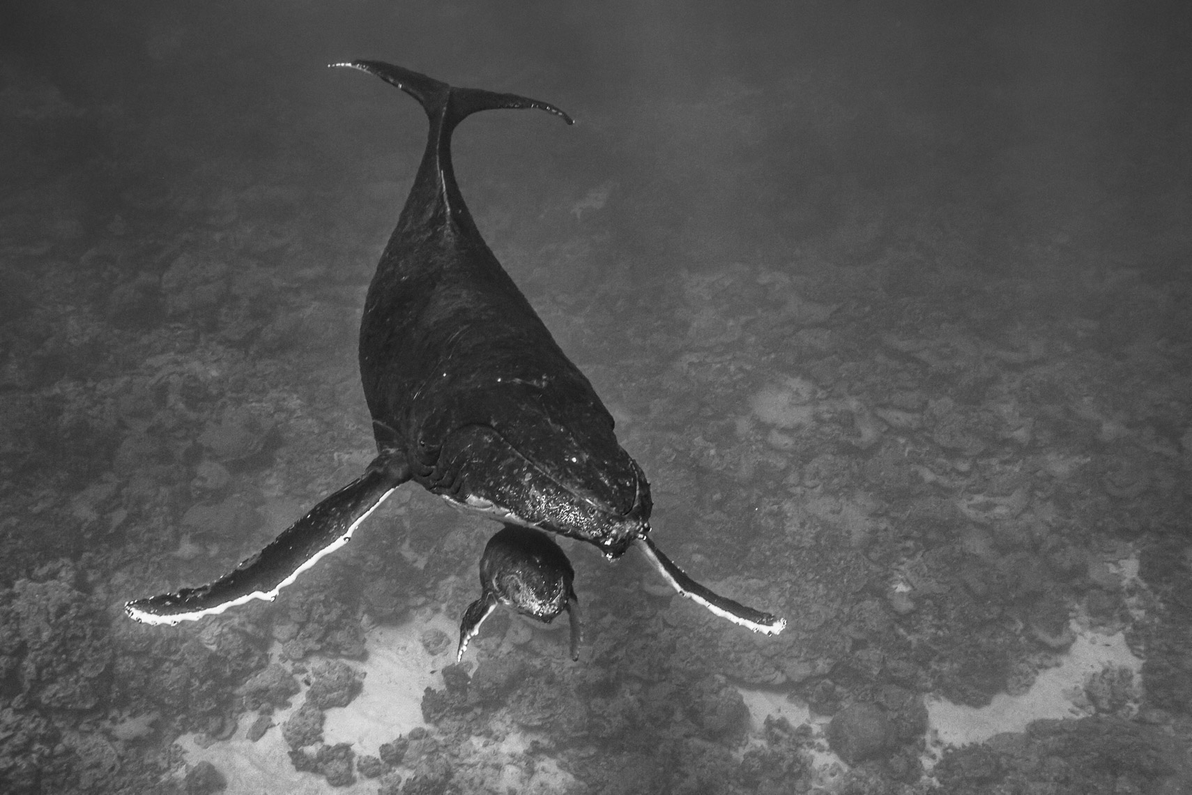 Humpback whale 5127 - 4W