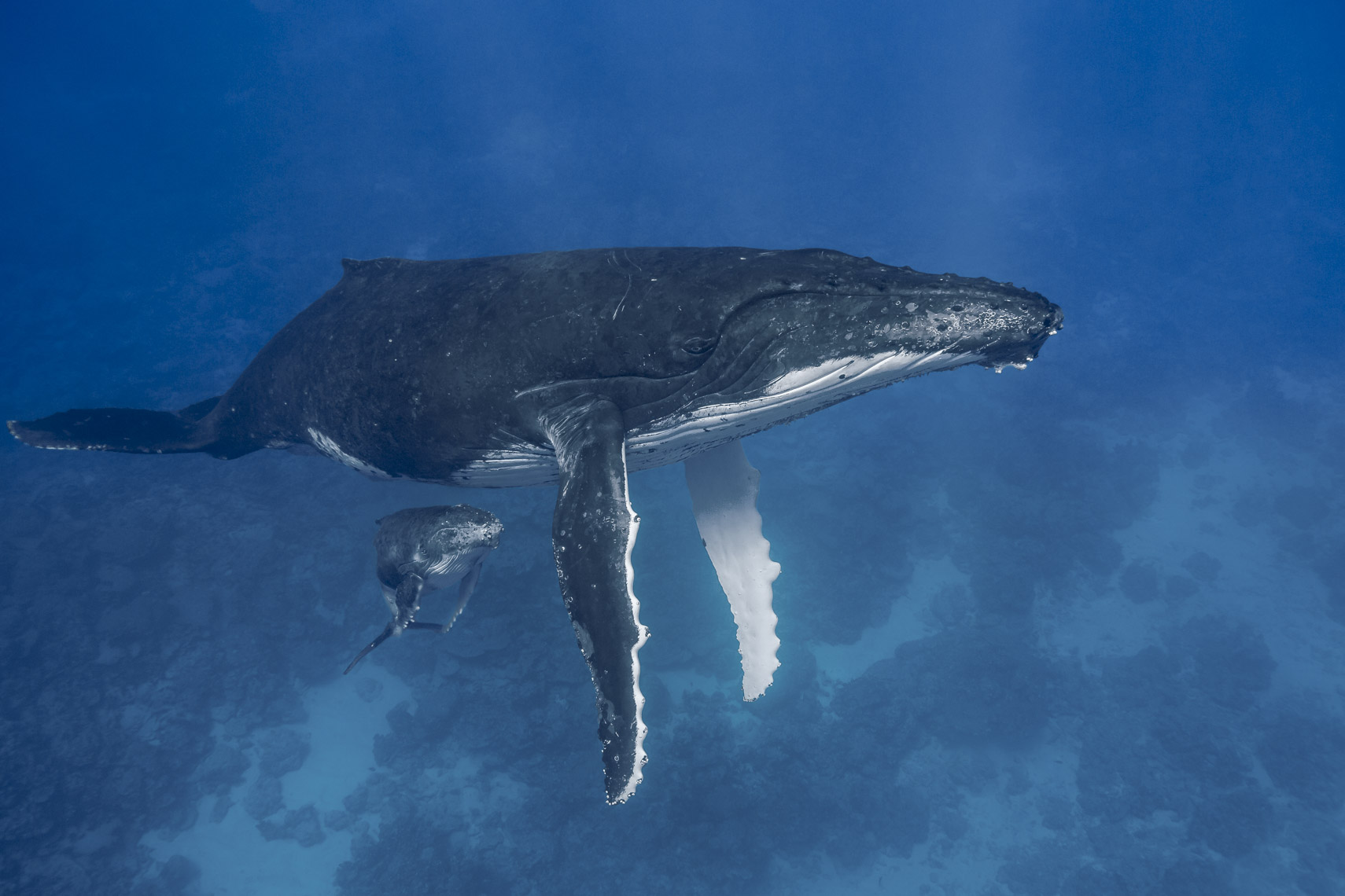 Humpback whale 5150 - 4W