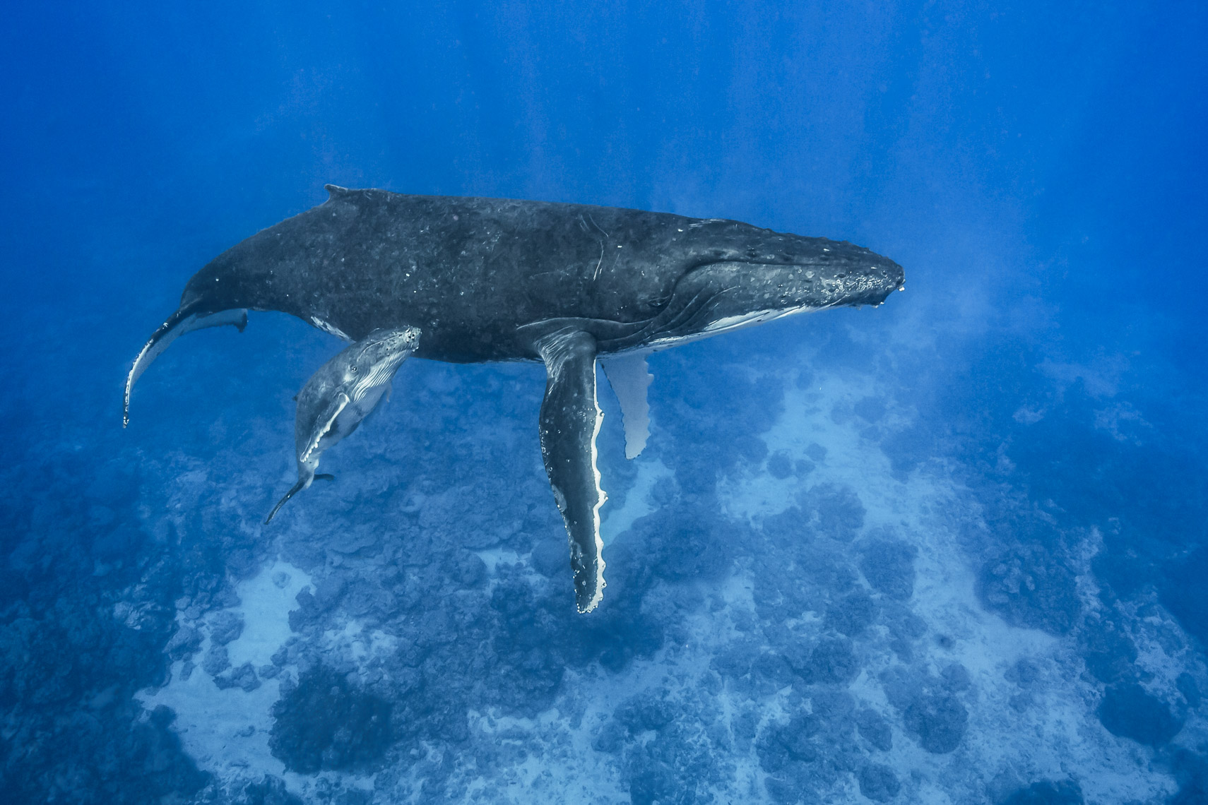 Humpback whale 5154 - 4W