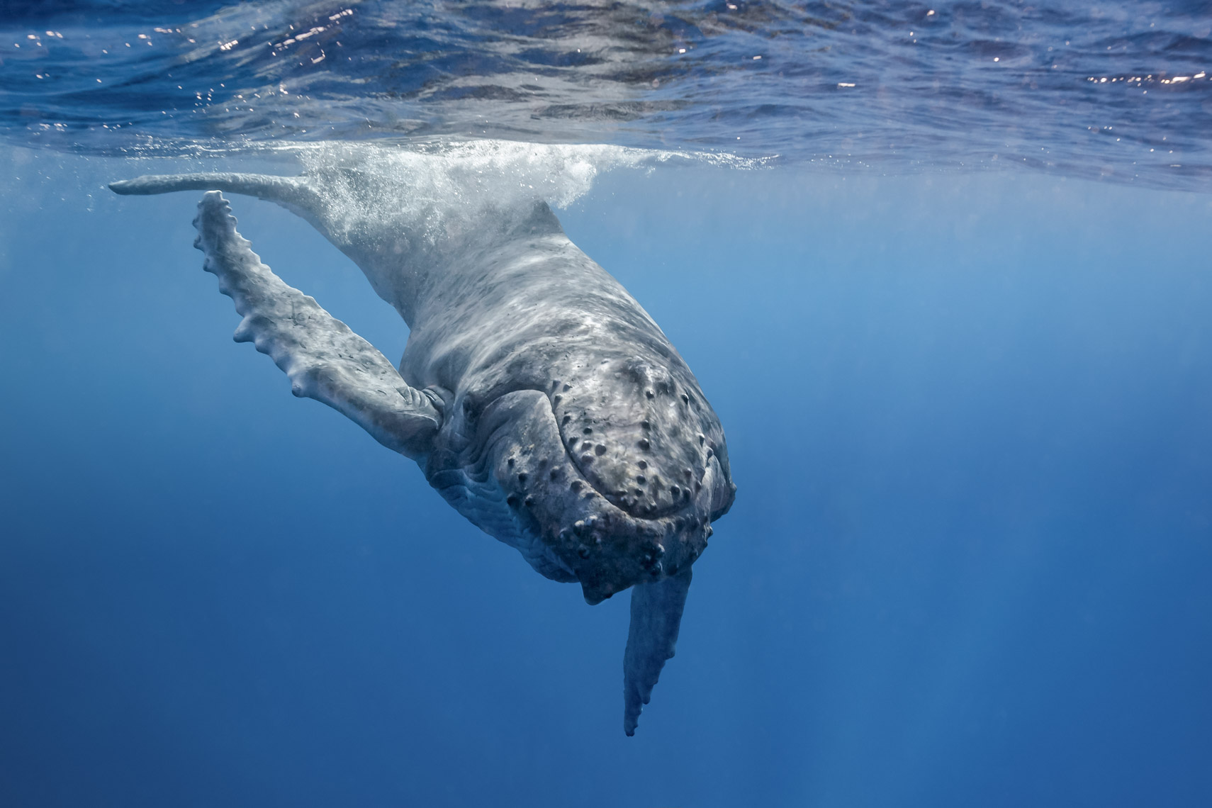 Humpback whale 5214 - 4W