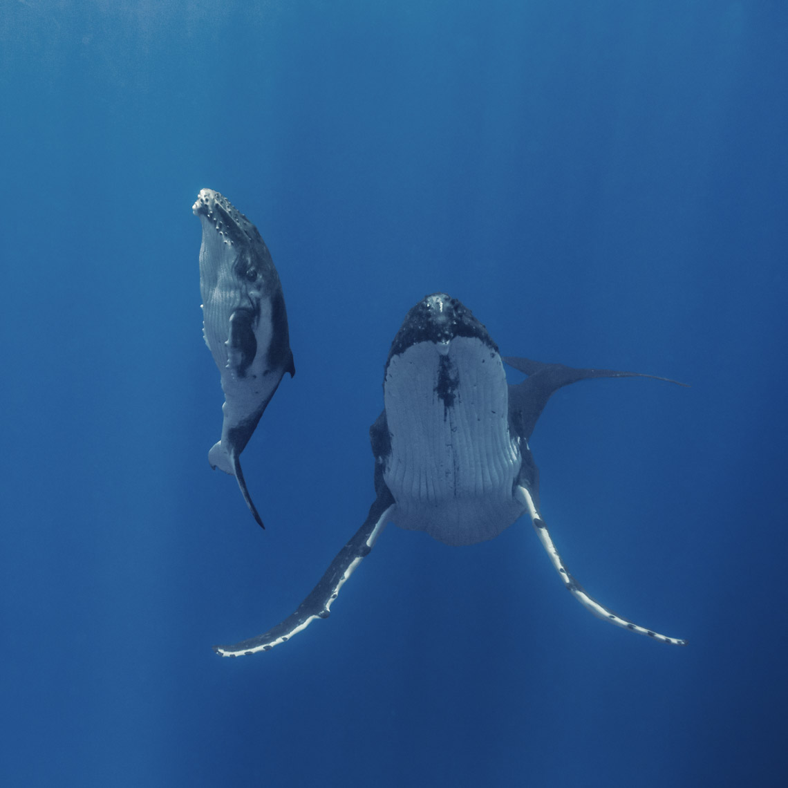 Humpback whale 7166 - 4W