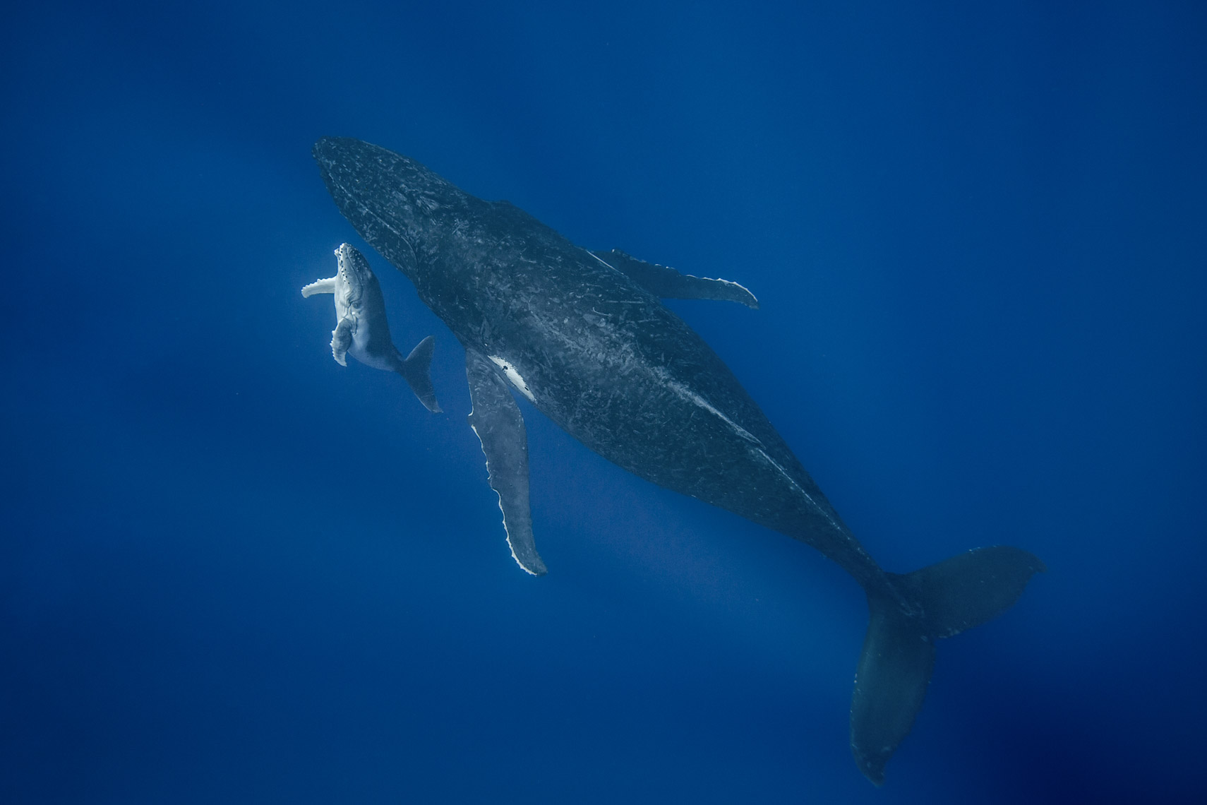 Humpback whale 2093 - 4W