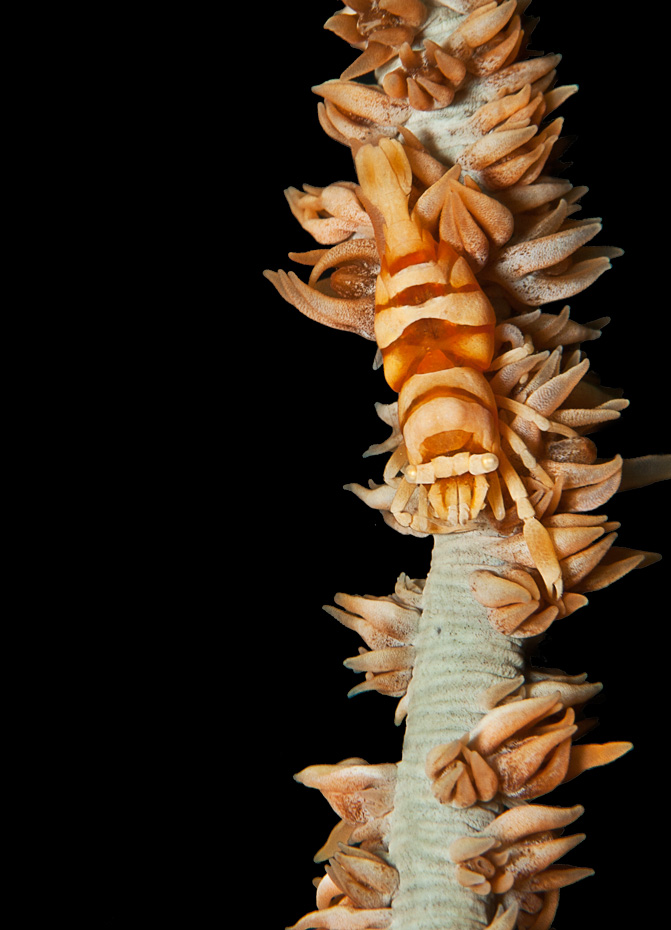 Lembeh-1011-4W.jpg