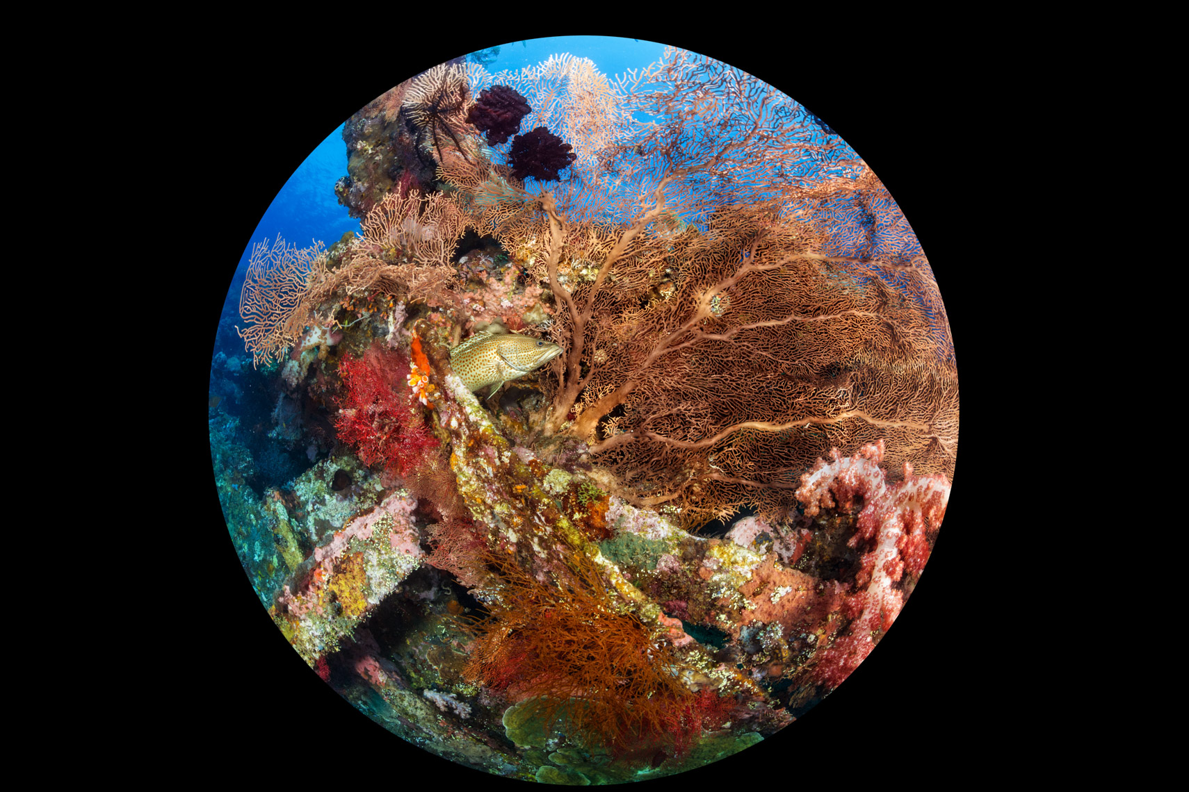 Liberty wreck