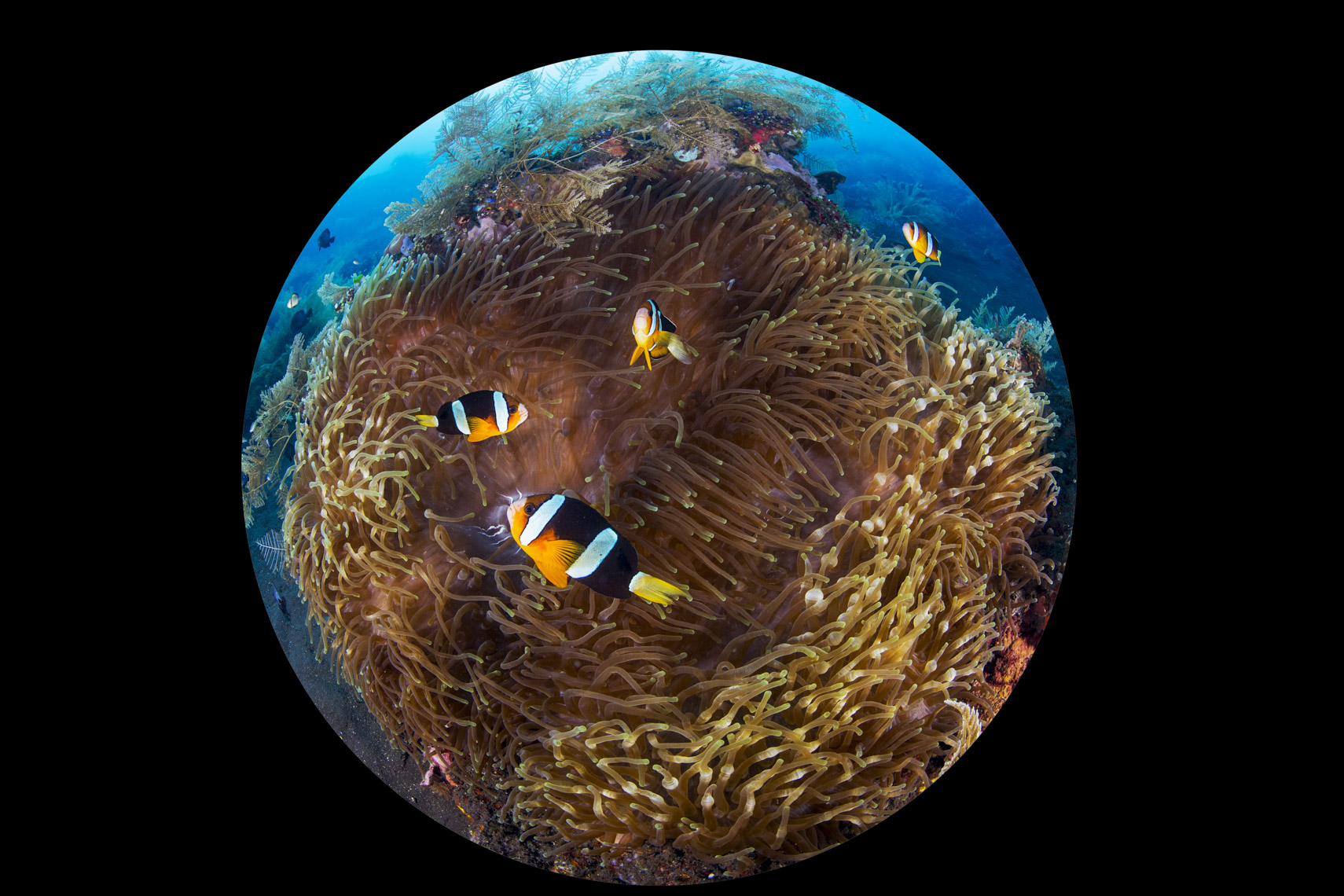Libery wreck_1396-2 - 4W