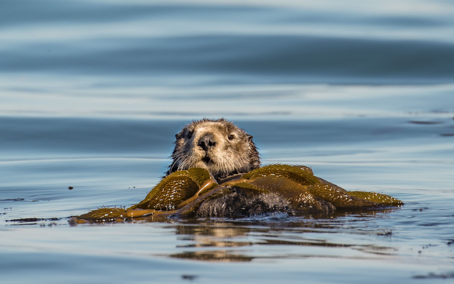 Sea otter portrait