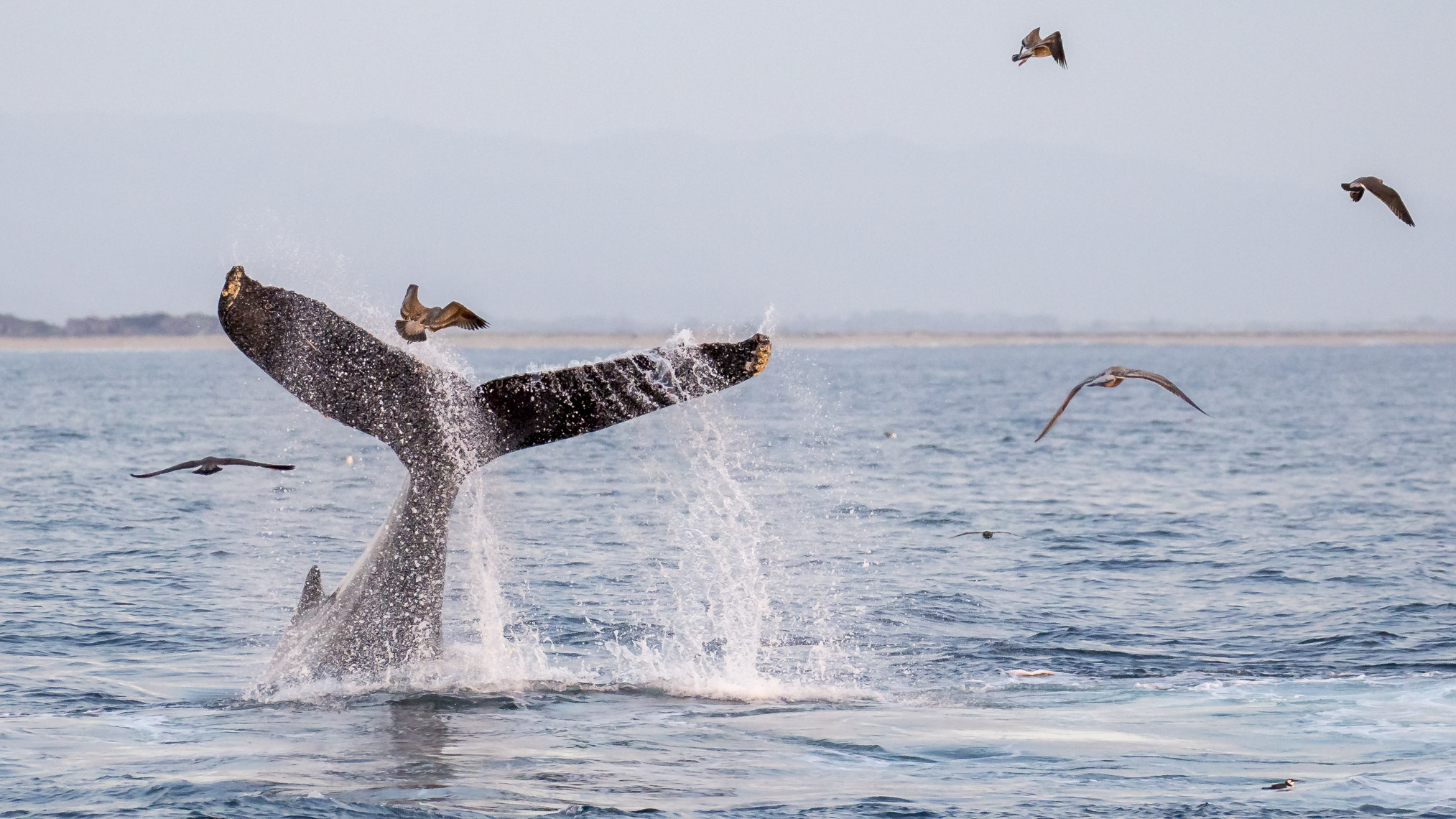 Moss landing-1210 - 4W