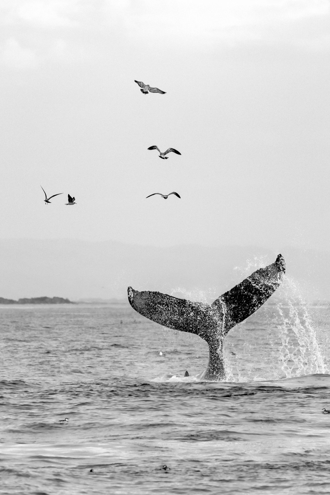 Moss landing-1217 - 4W