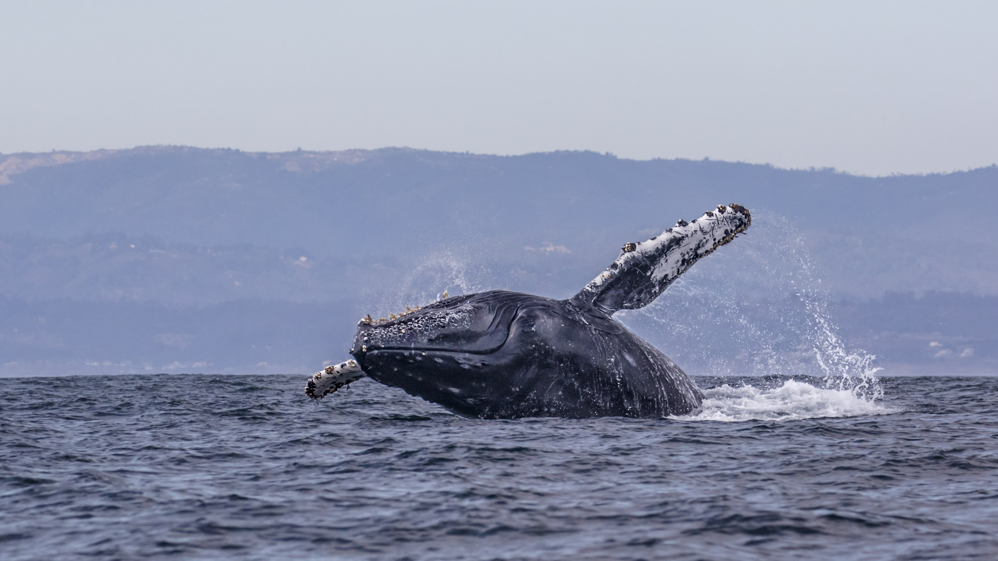 Moss landing-257 - 4W