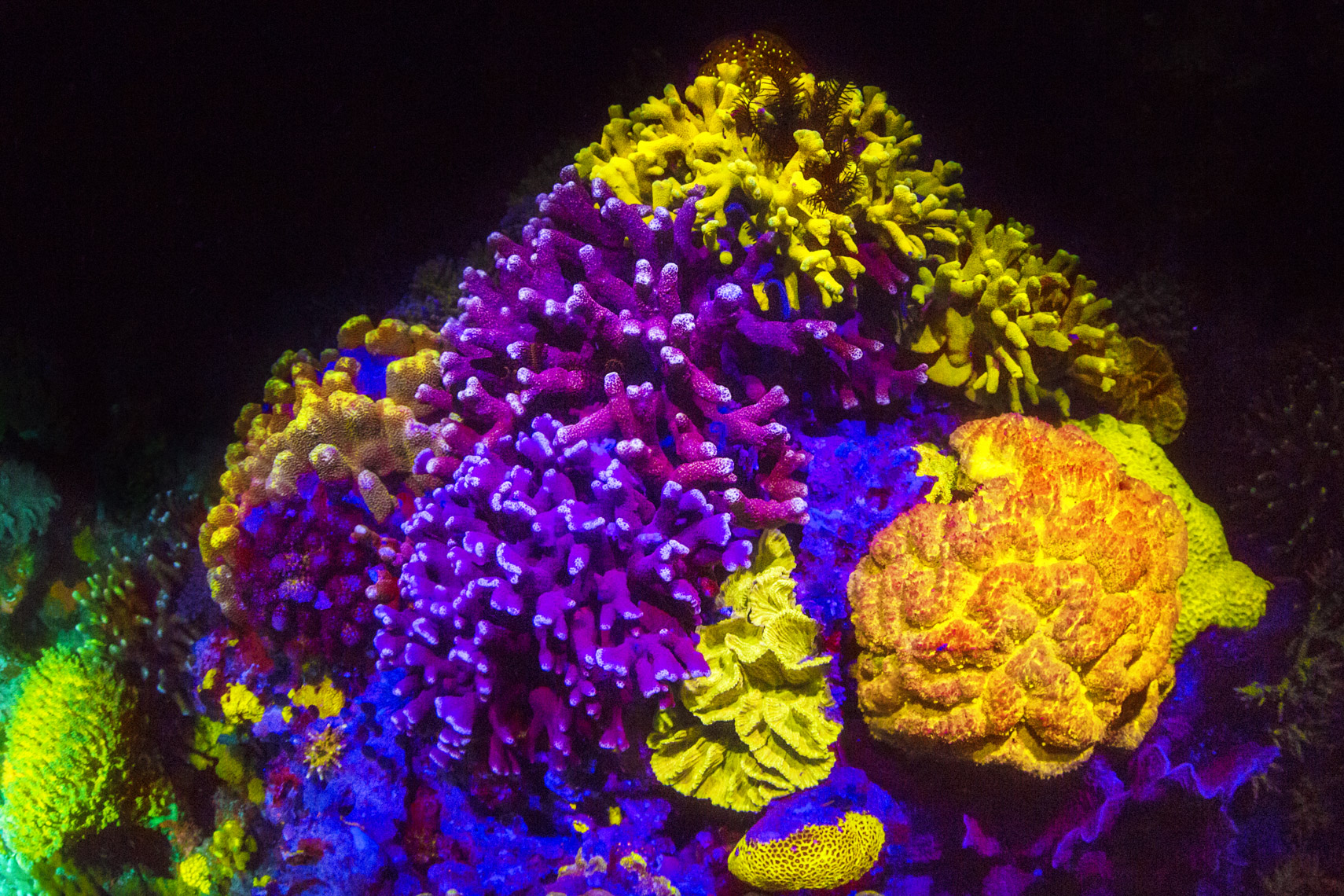 Fluorescent corals