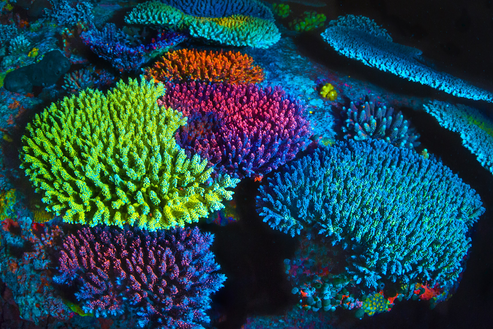 Mixed colors hard coral