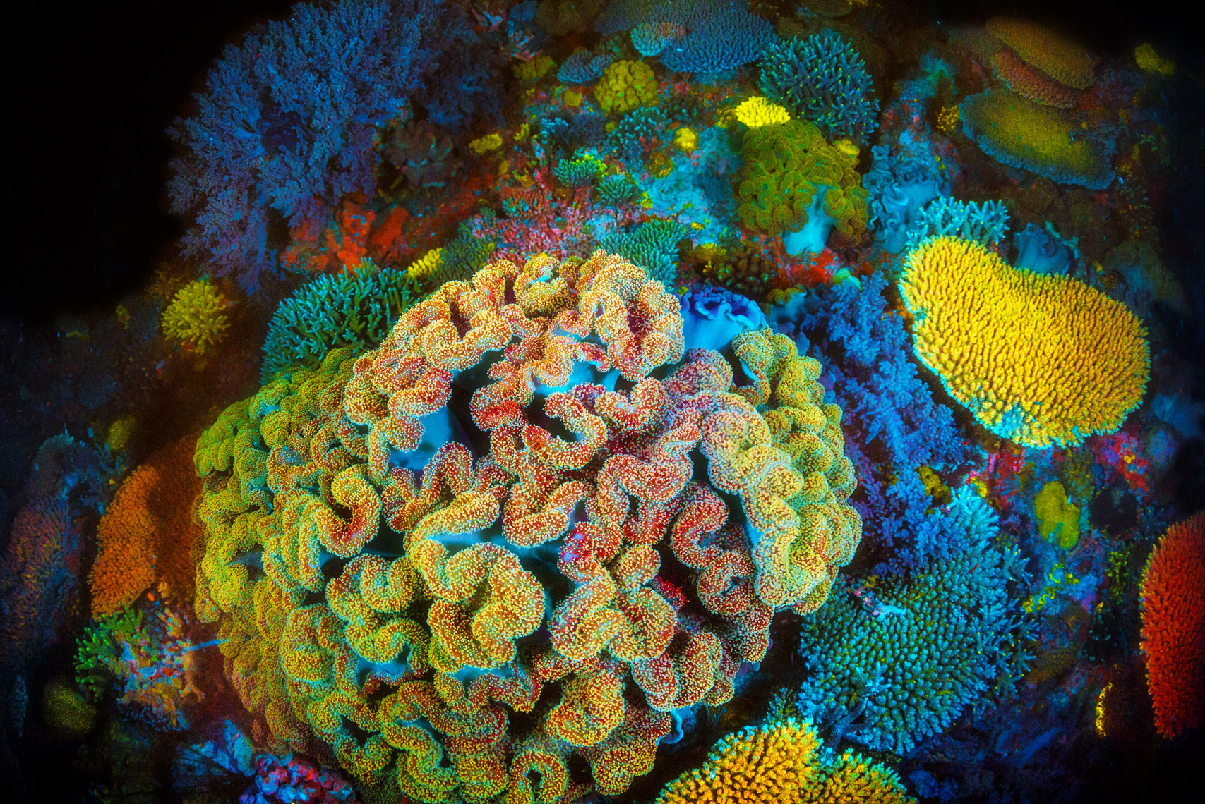 Mixed  fluorescent corals