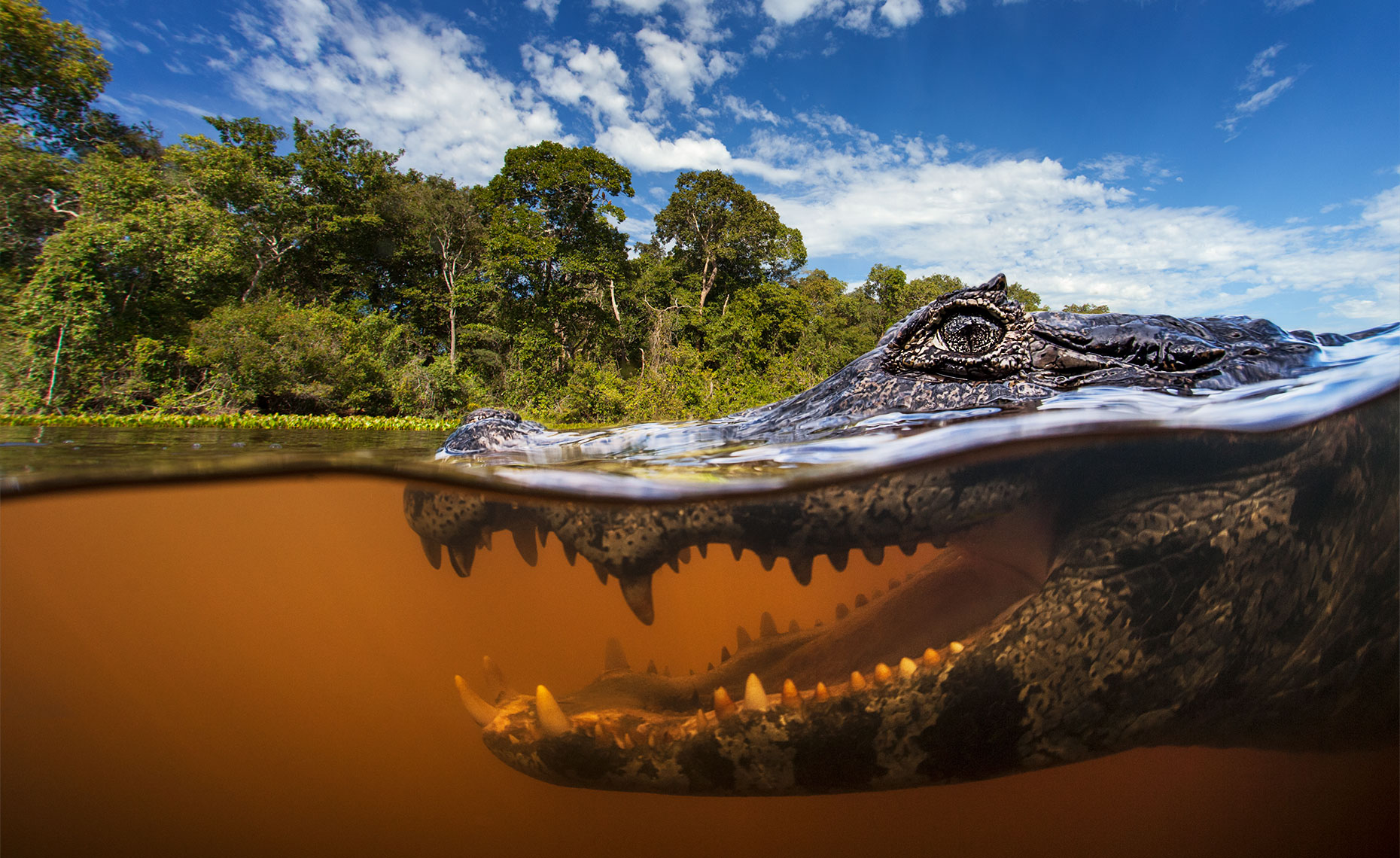 Caiman portrait split pantanal