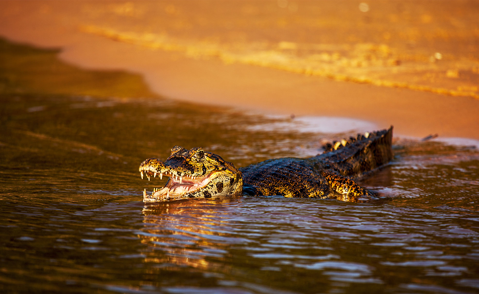 Caiman baskin in a river bank