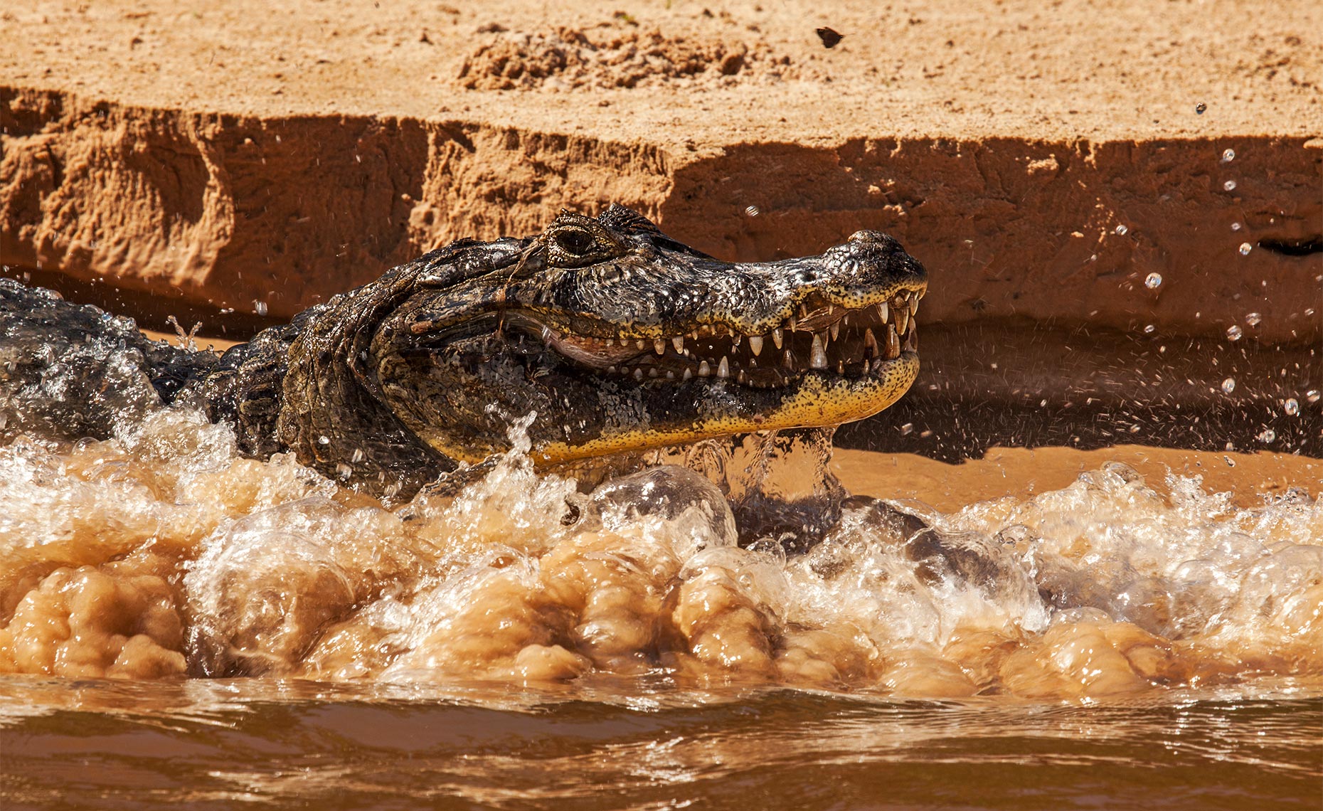 caiman in a pantanal river bank