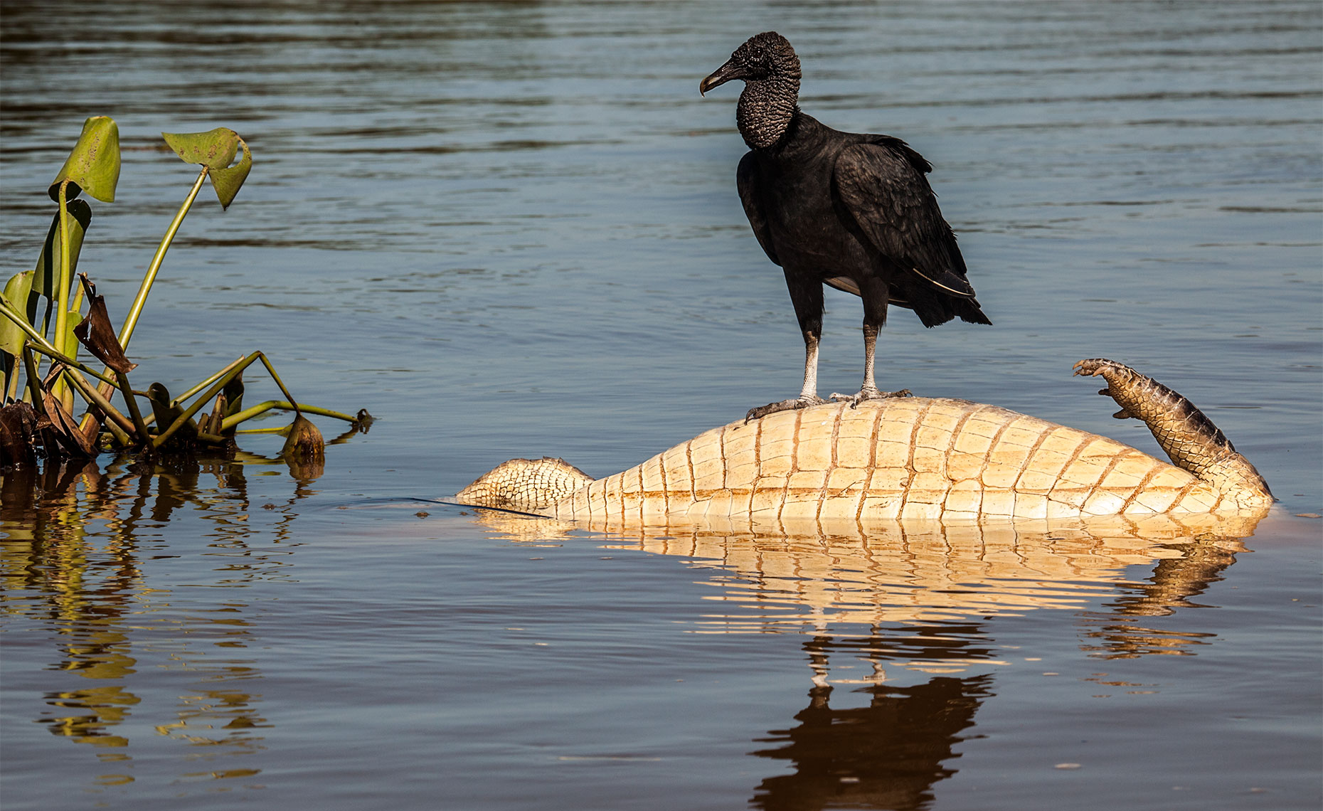 Vulture on a dead caiman