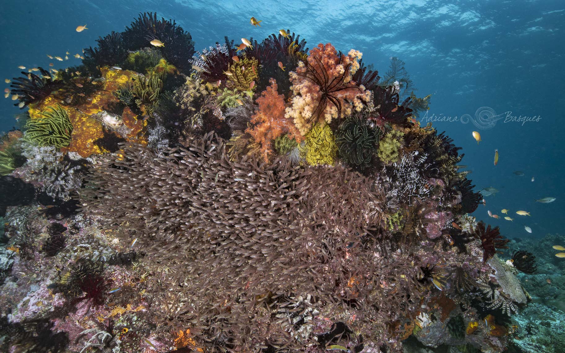 PisangSeamount_-60-4W