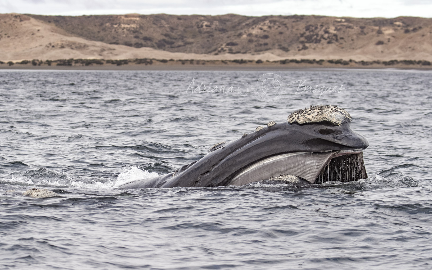 Right whales 1049 - 4W