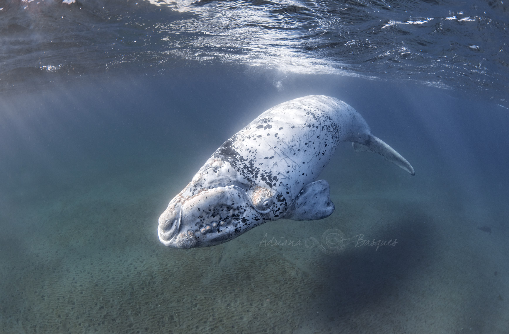 Right whales 2238 - 4W