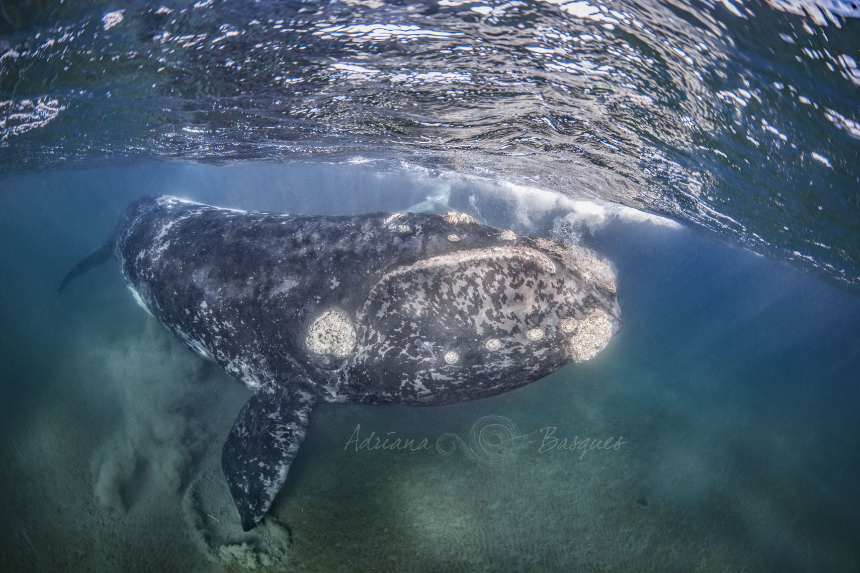 Right whales 2452 - 4W