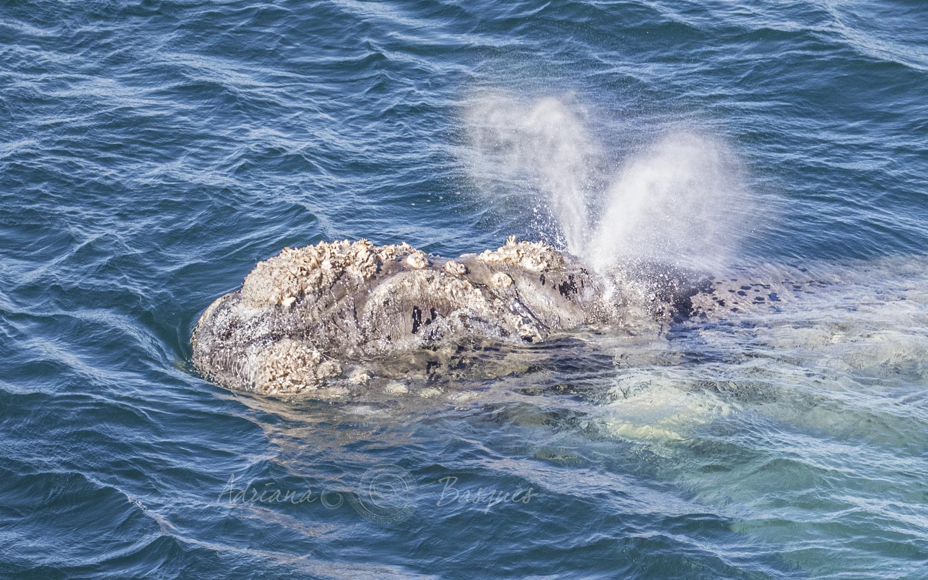 Right whales 3205 - 4W