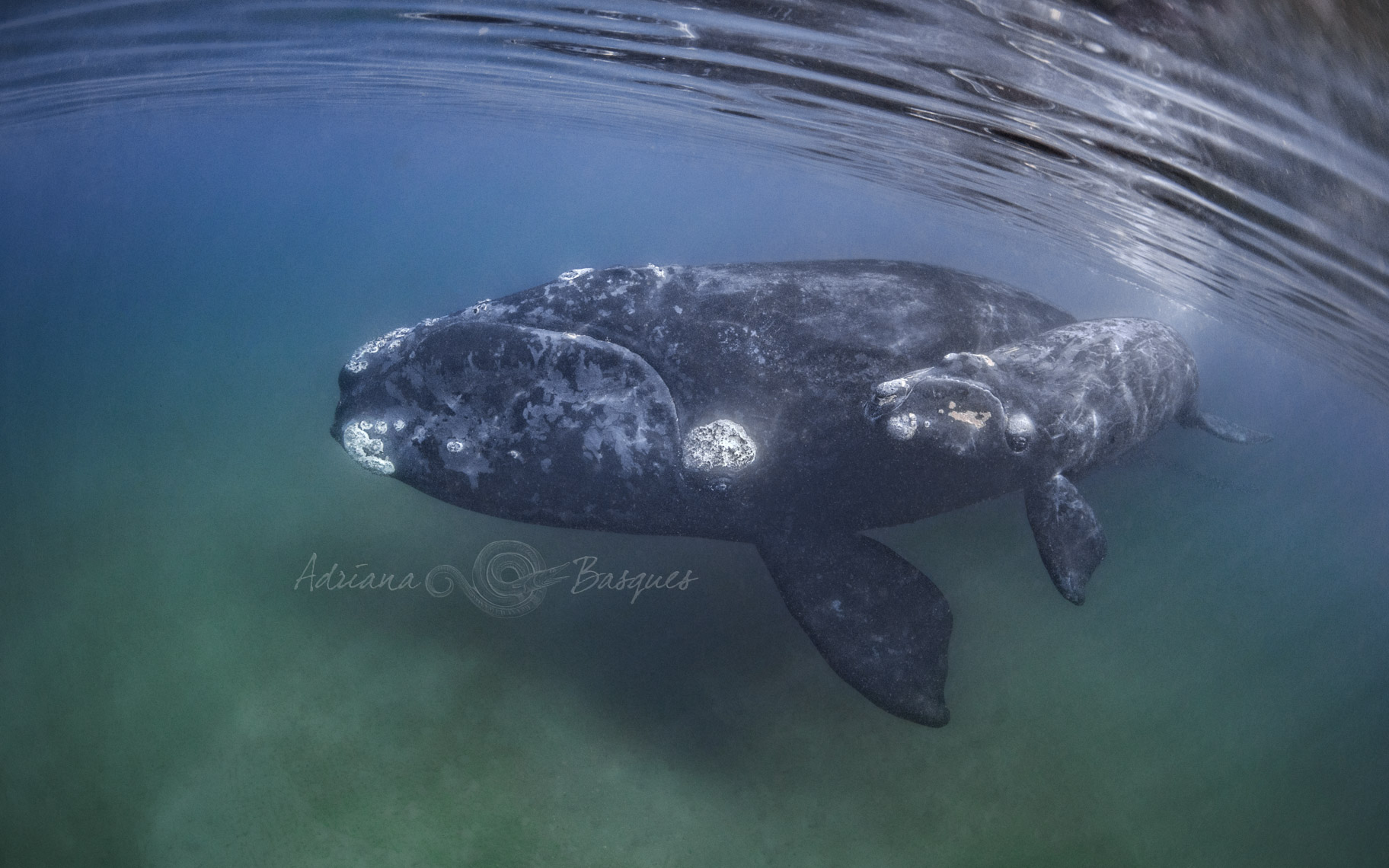 Right whales 4230 - 4W