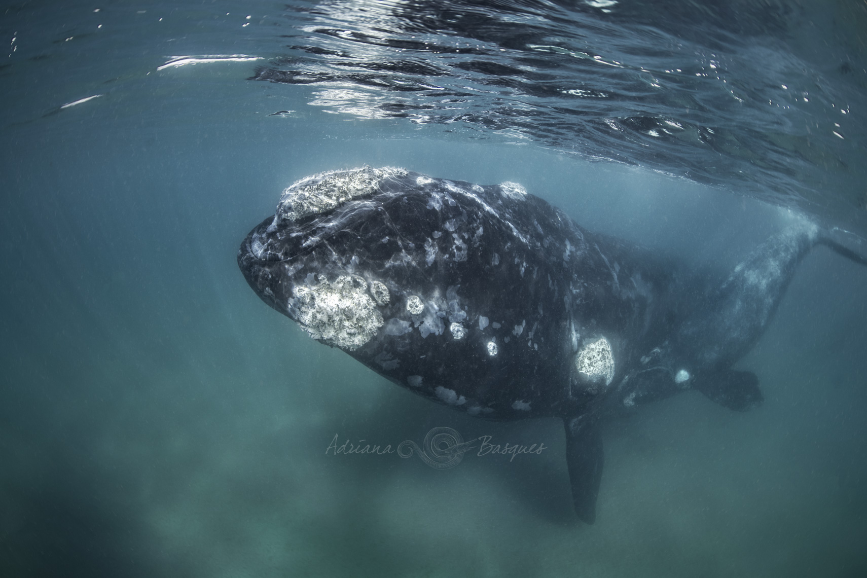 Right whales 4422 - 4W