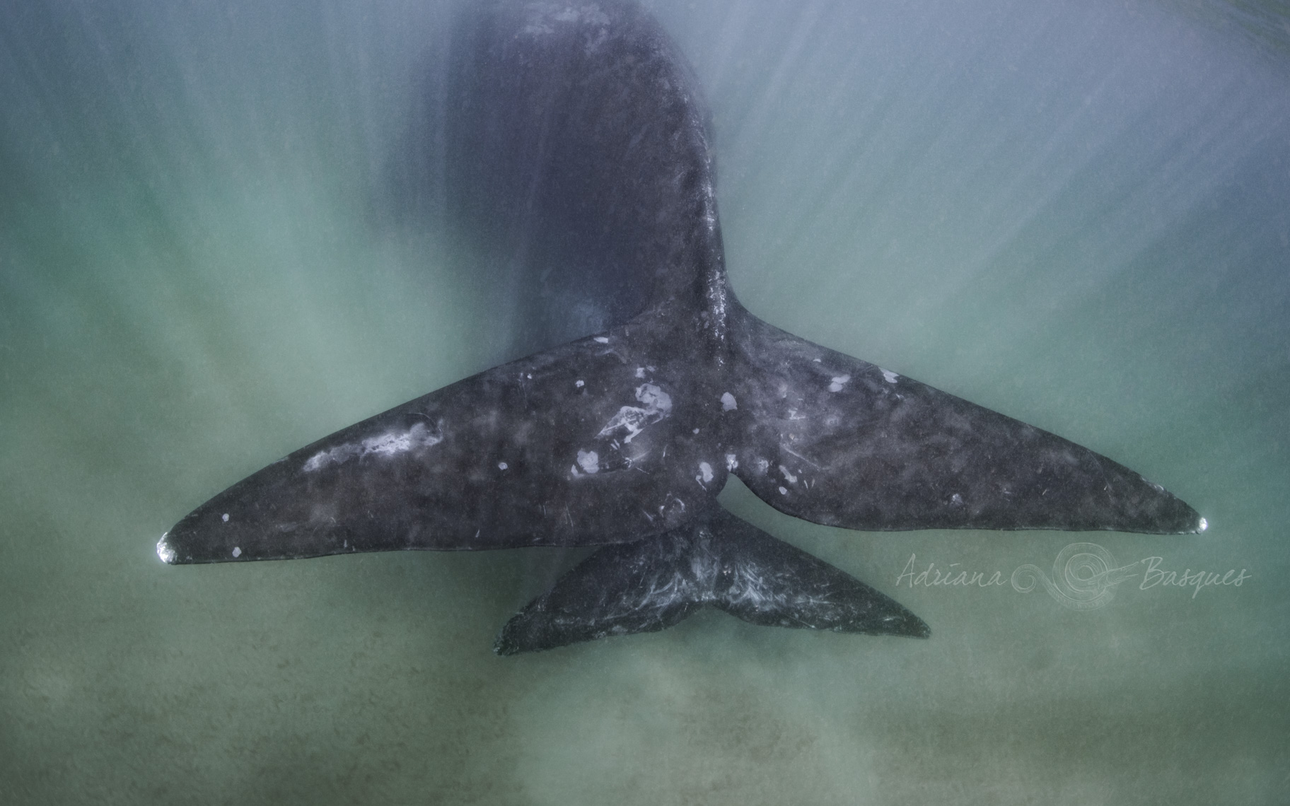Right whales 4604 - 4W